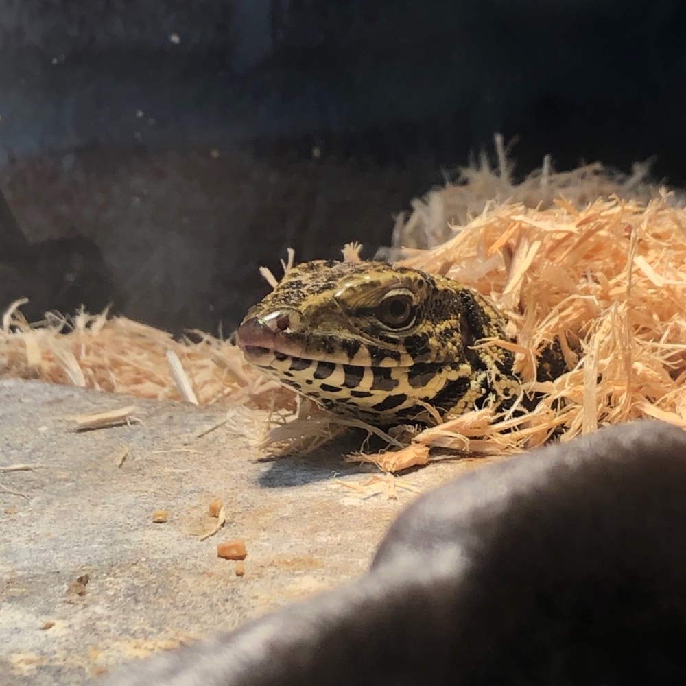 Meet your Posher, Calcaleigh